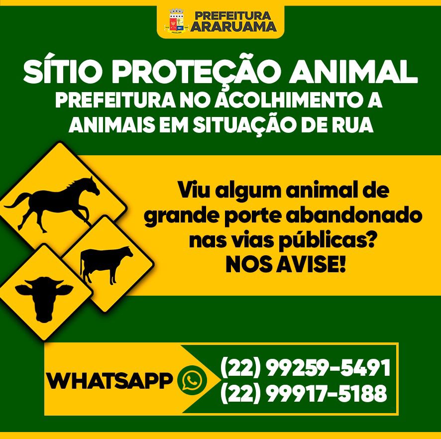 Prefeitura cria canais de denúncia para resgatar animais de grande porte em vias públicas, através do projeto “Sítio Proteção Animal”